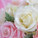 薔薇の不思議