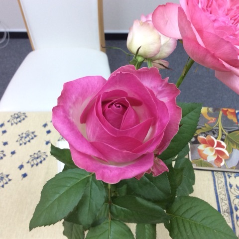【ご感想】薔薇の魔法・ヒールバランシング