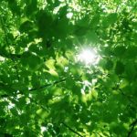 木に魂が宿ると言われますが、 切ってもらう前に 何か行うべきだったのでしょうか?~スピリチュアル質問コーナー 20~